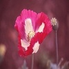 Plants: image2 142 Of 208 Thumb
